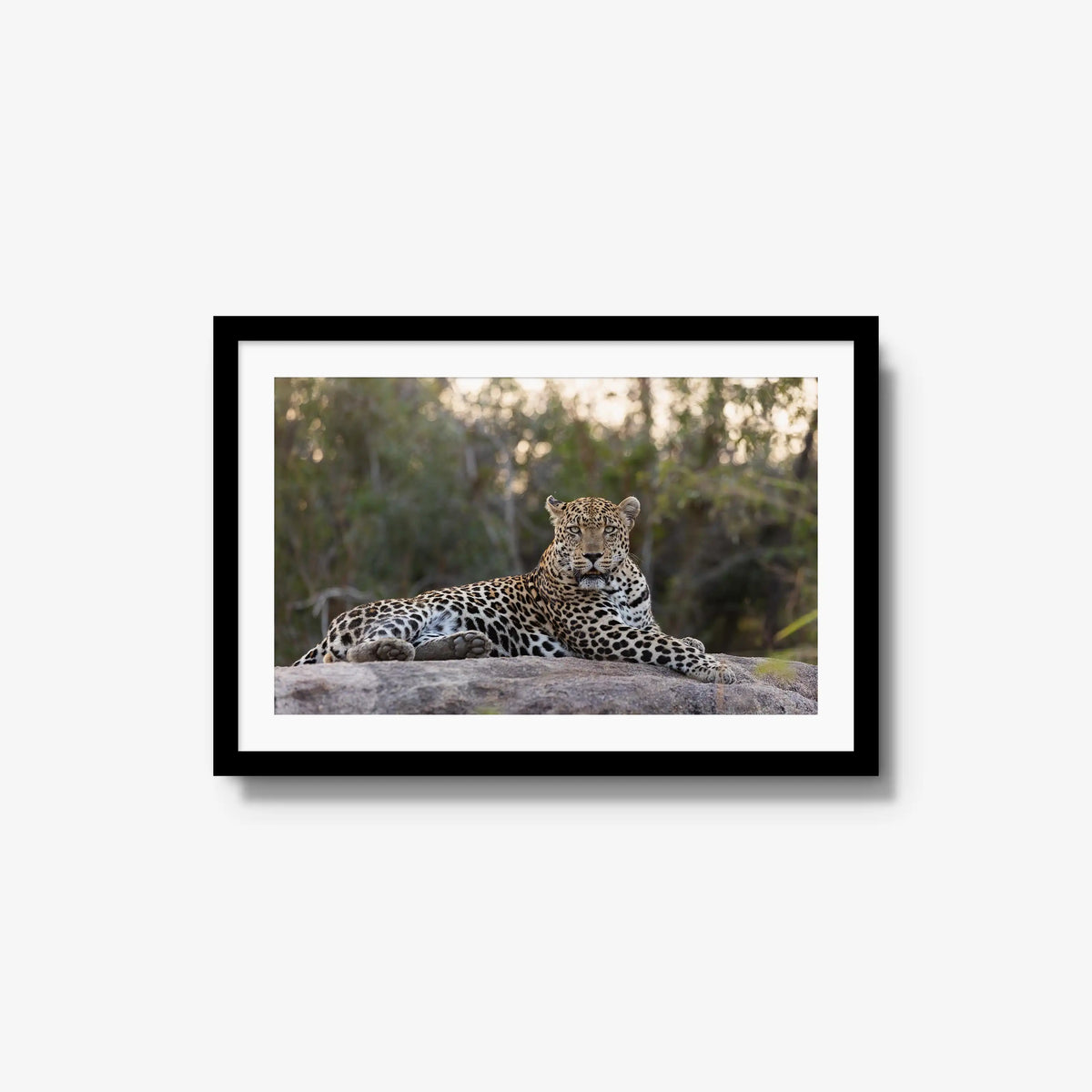 Quiet Dominance — medium / black / mat