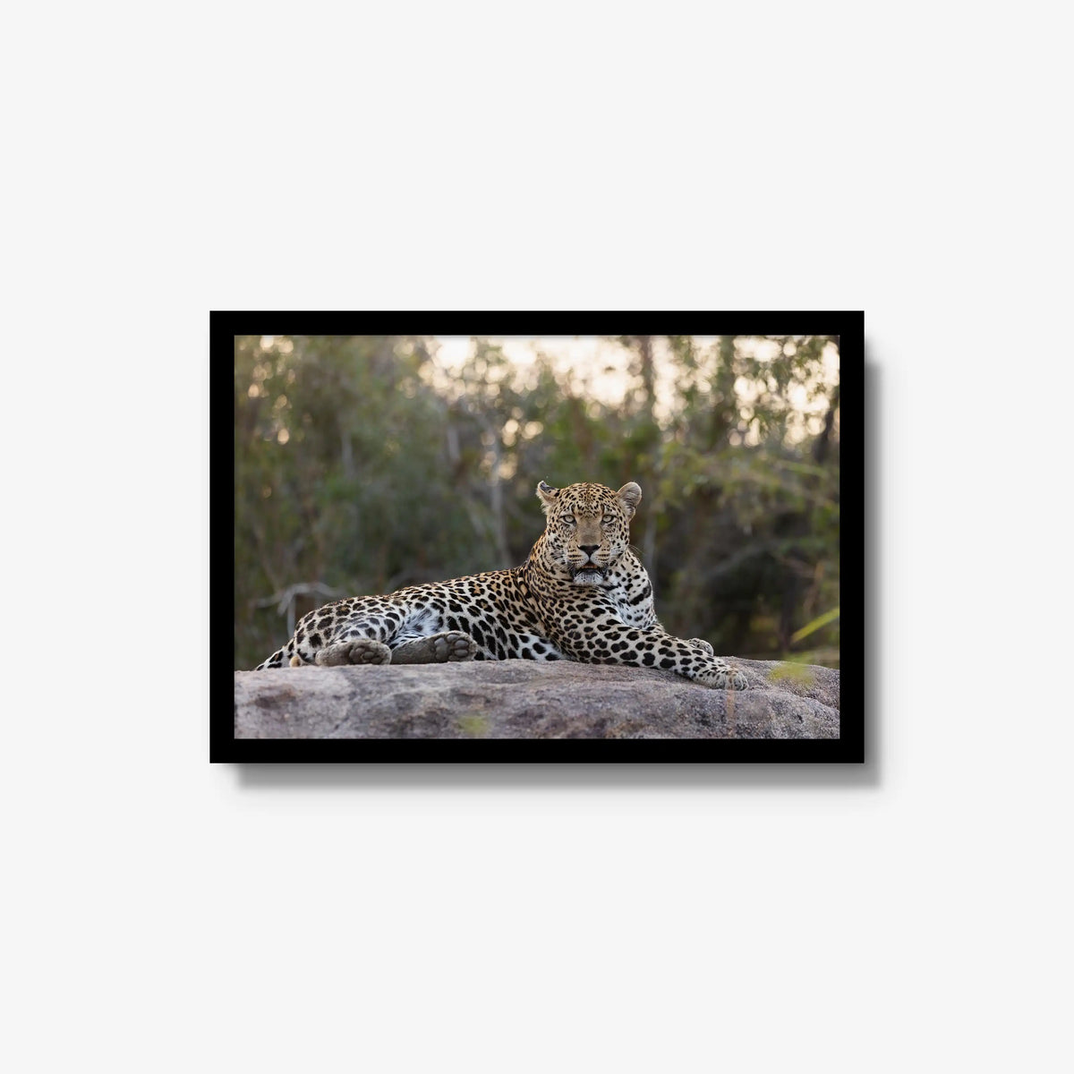 Quiet Dominance — medium / black / full