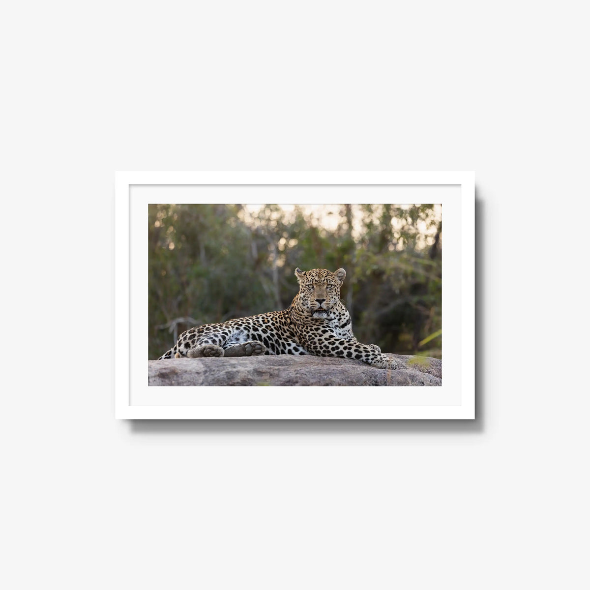 Quiet Dominance — medium / white / mat
