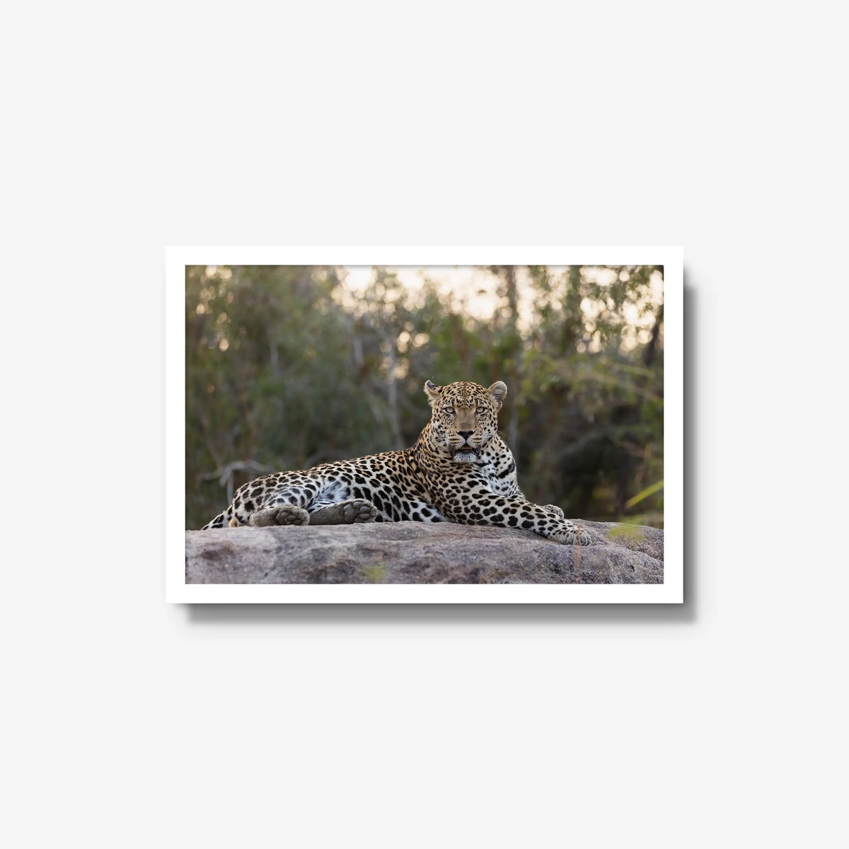 Quiet Dominance — medium / white / full