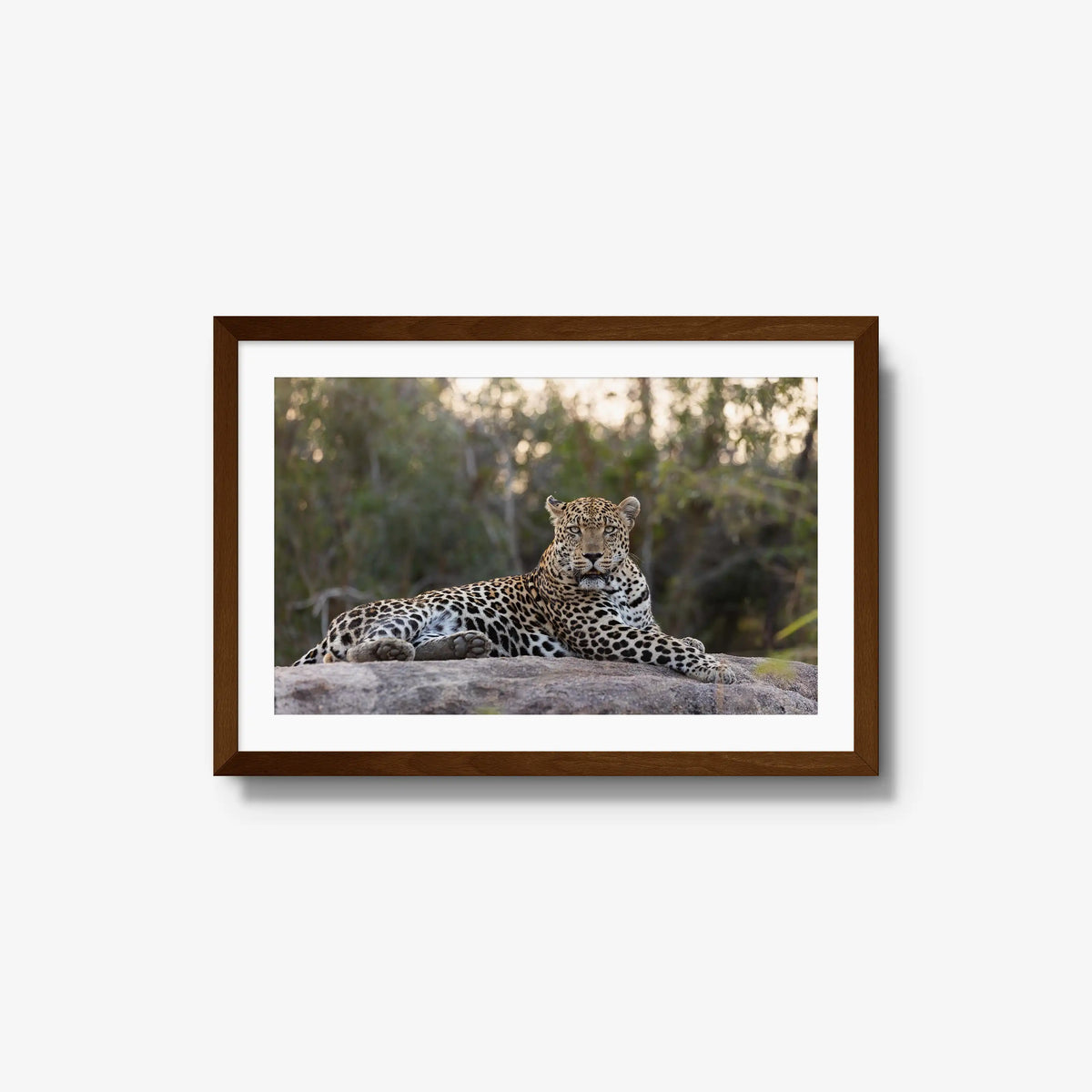 Quiet Dominance — medium / brown / mat