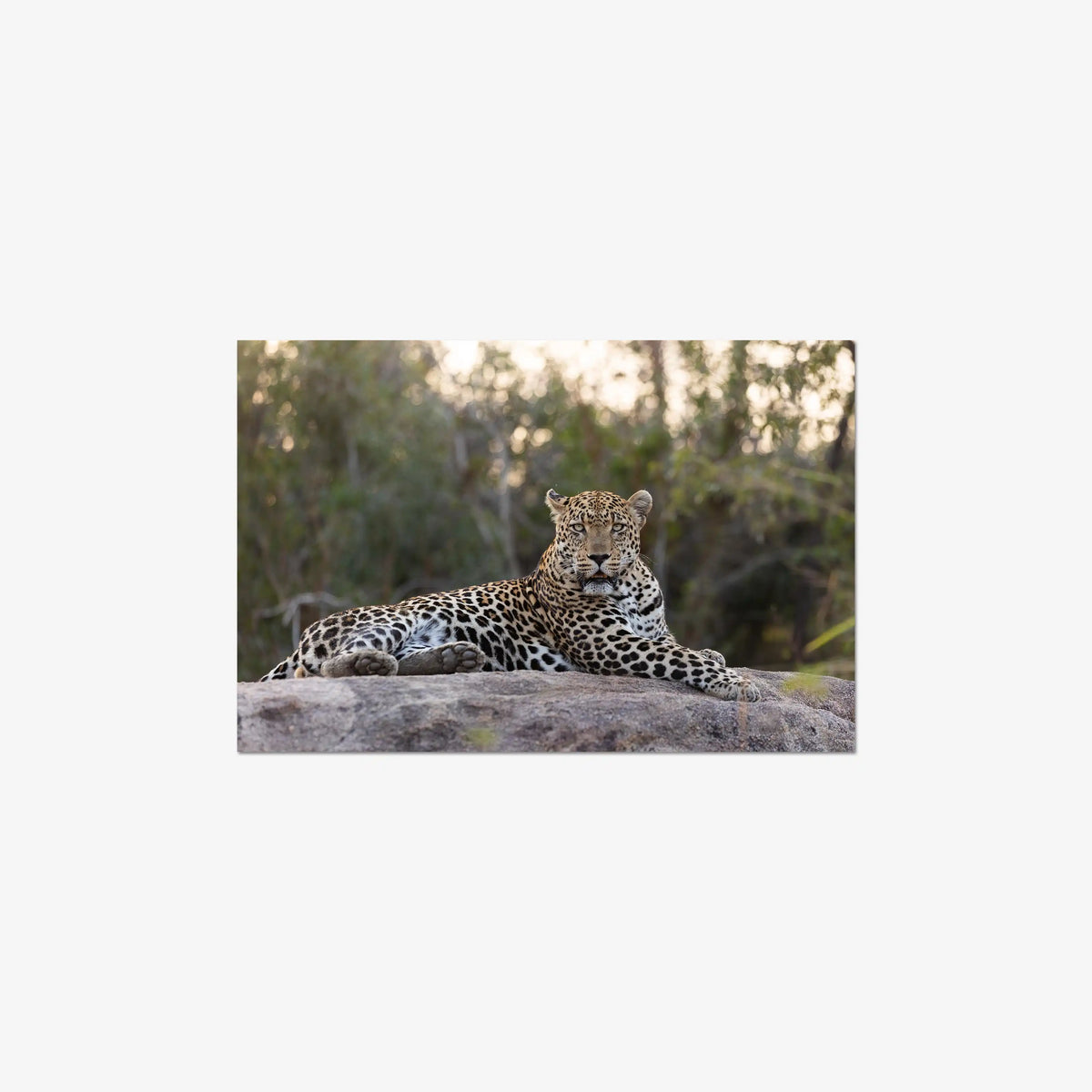 Quiet Dominance — medium / print / n/a