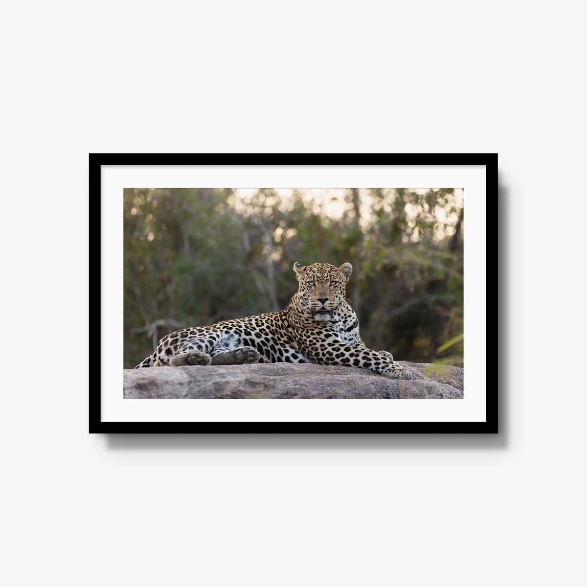 Quiet Dominance — large / black / mat