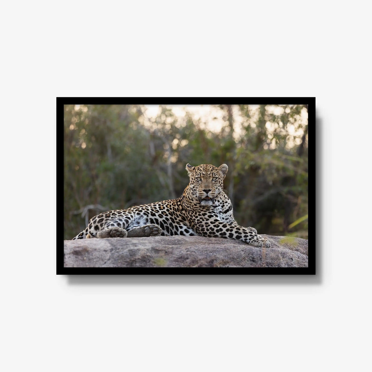 Quiet Dominance — large / black / full