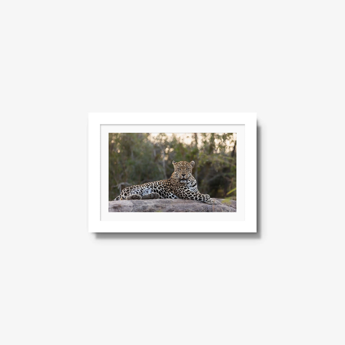 Quiet Dominance — mini / white / mat