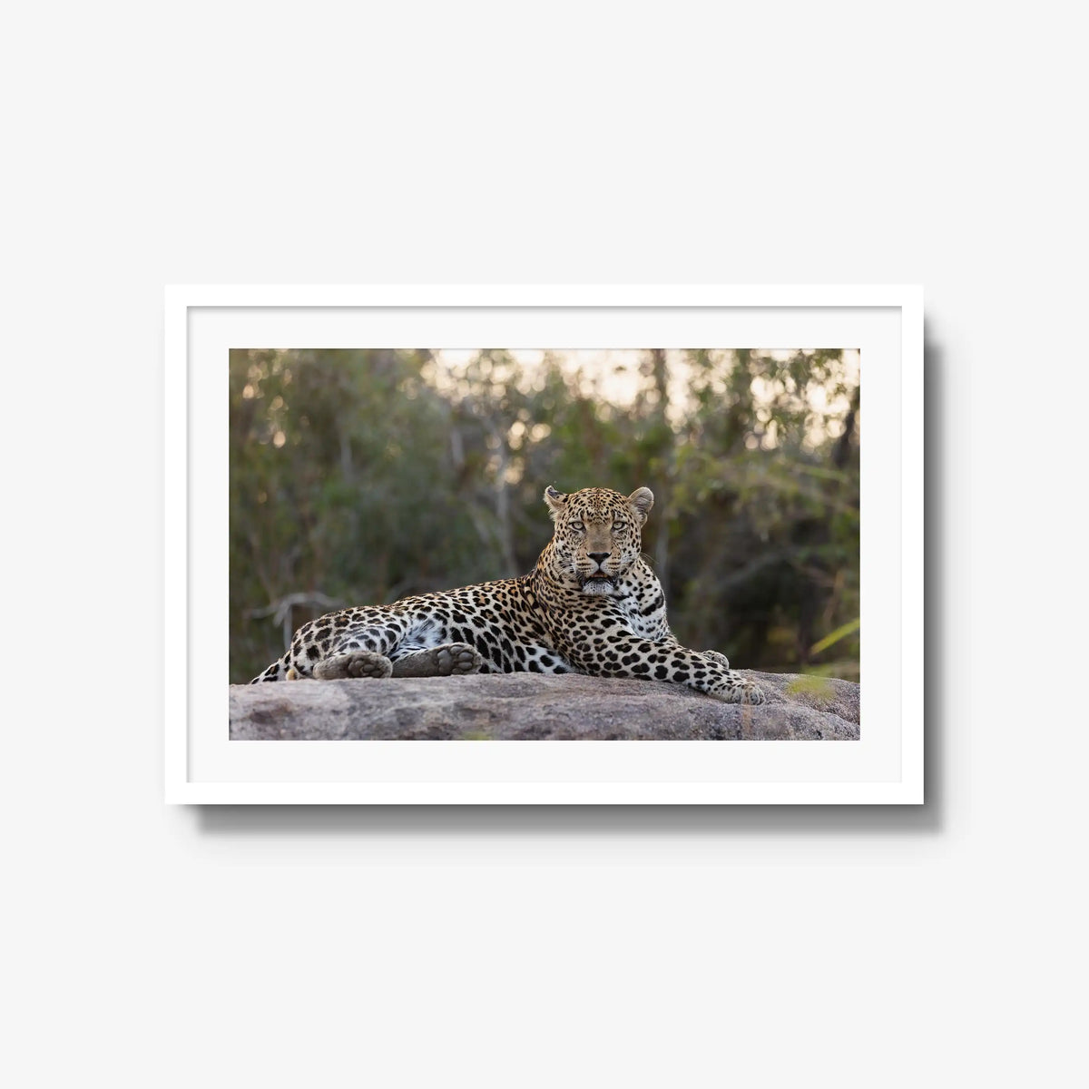 Quiet Dominance — large / white / mat