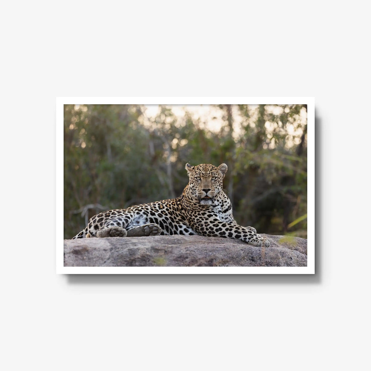 Quiet Dominance — large / white / full