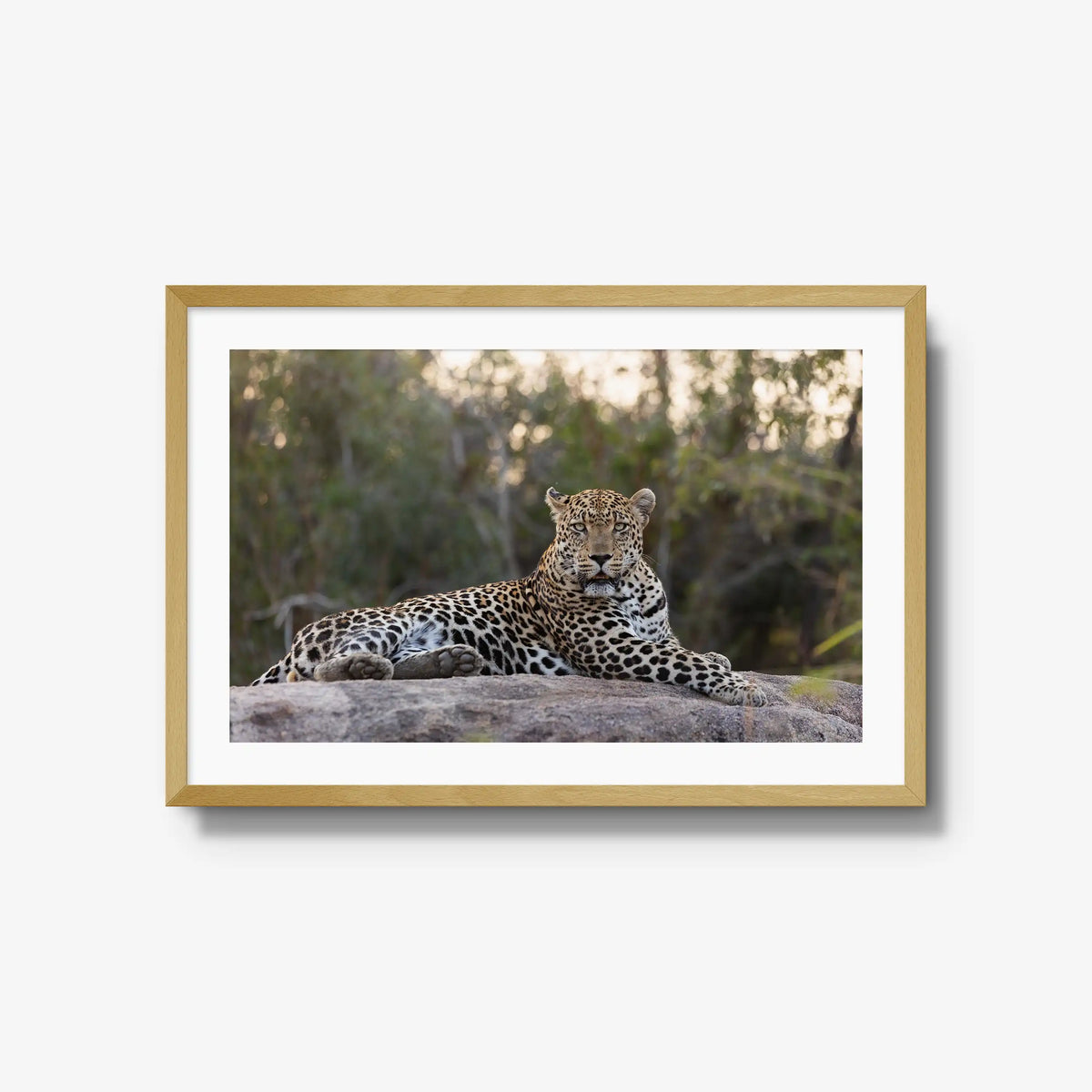 Quiet Dominance — large / natural / mat
