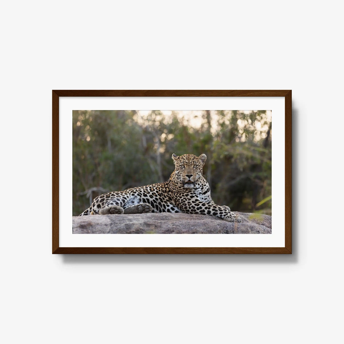 Quiet Dominance — large / brown / mat