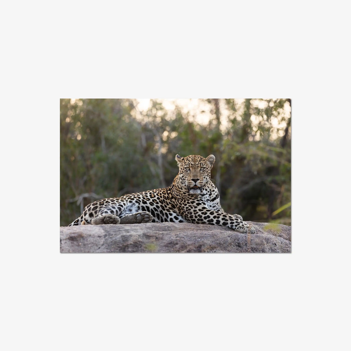 Quiet Dominance — large / print / n/a