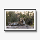Quiet Dominance — gallery / black / mat