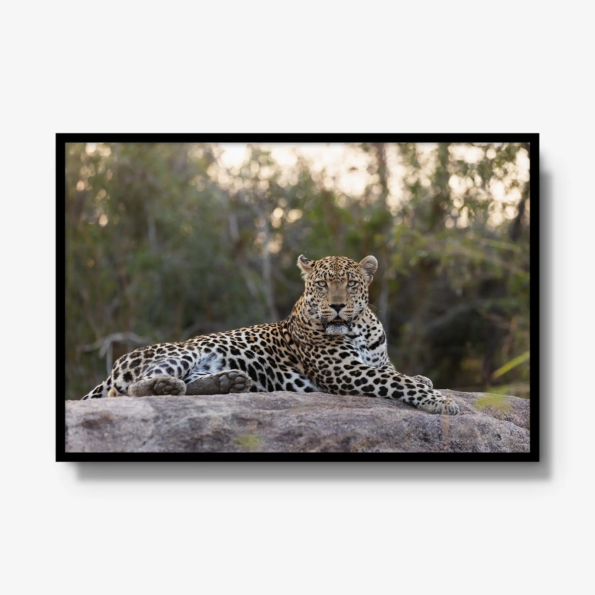 Quiet Dominance — gallery / black / full