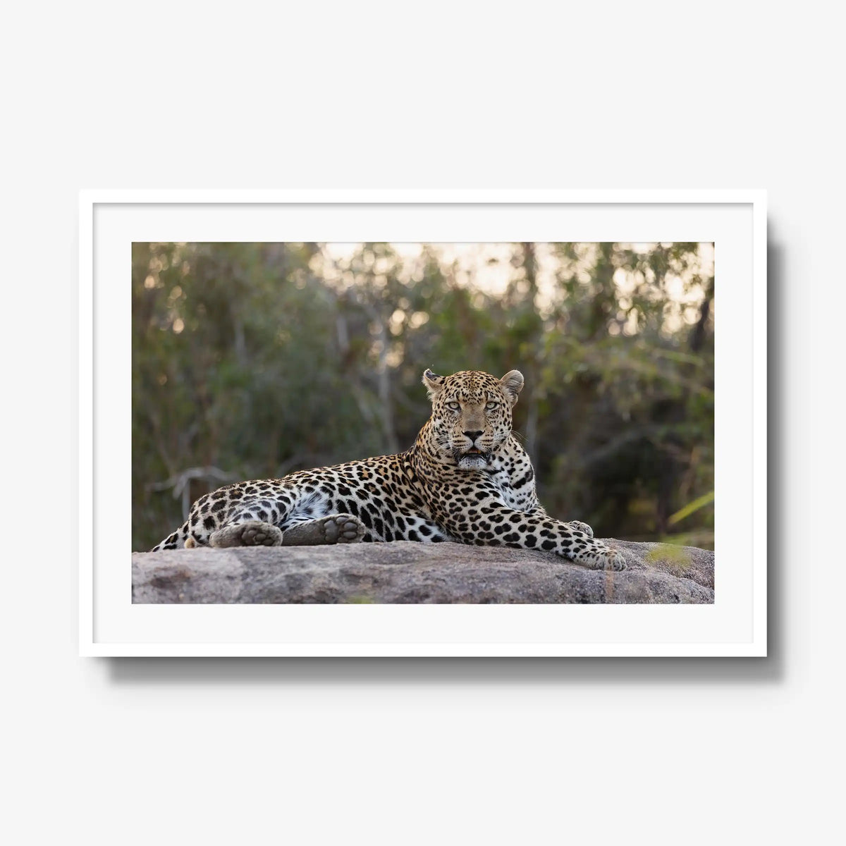 Quiet Dominance — gallery / white / mat