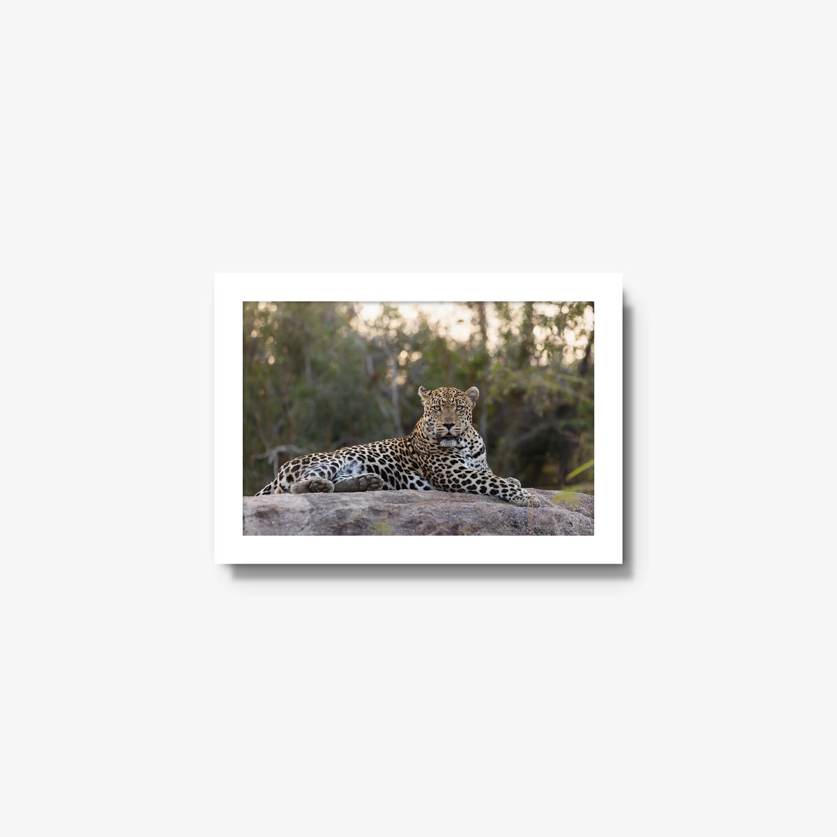 Quiet Dominance — mini / white / full