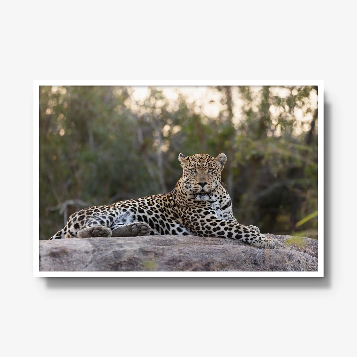 Quiet Dominance — gallery / white / full