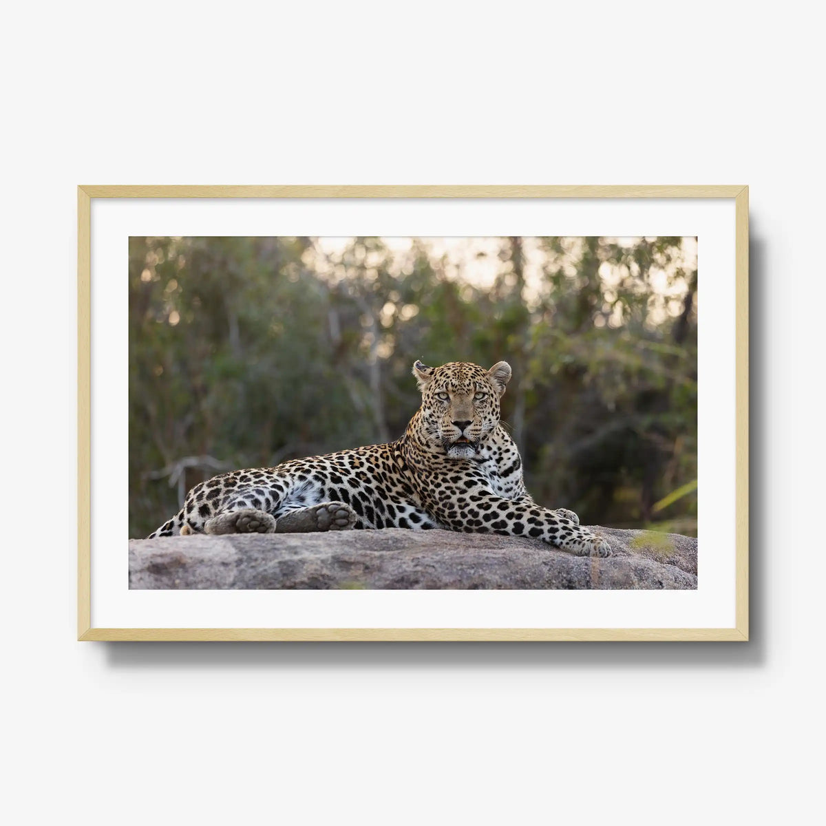 Quiet Dominance — gallery / natural / mat