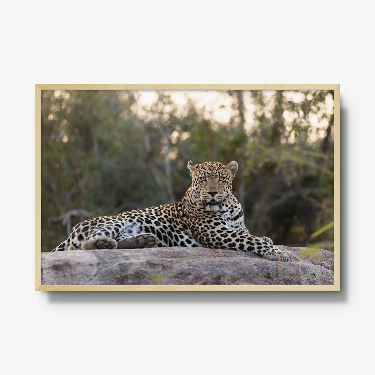 Quiet Dominance — gallery / natural / full