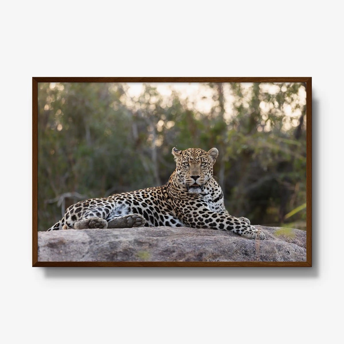 Quiet Dominance — gallery / brown / full