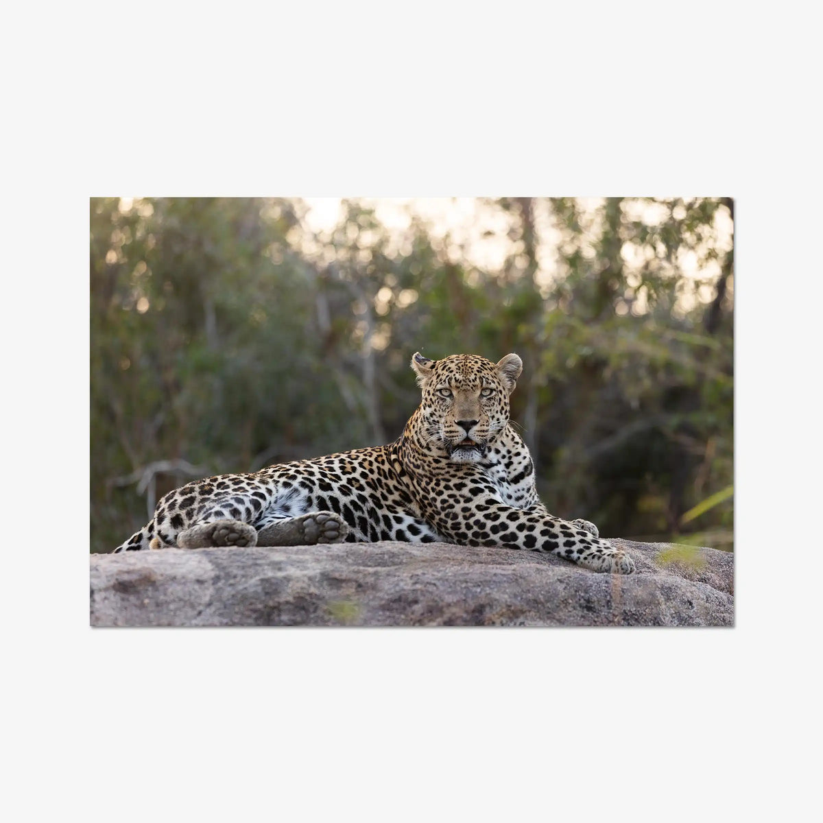 Quiet Dominance — gallery / print / n/a
