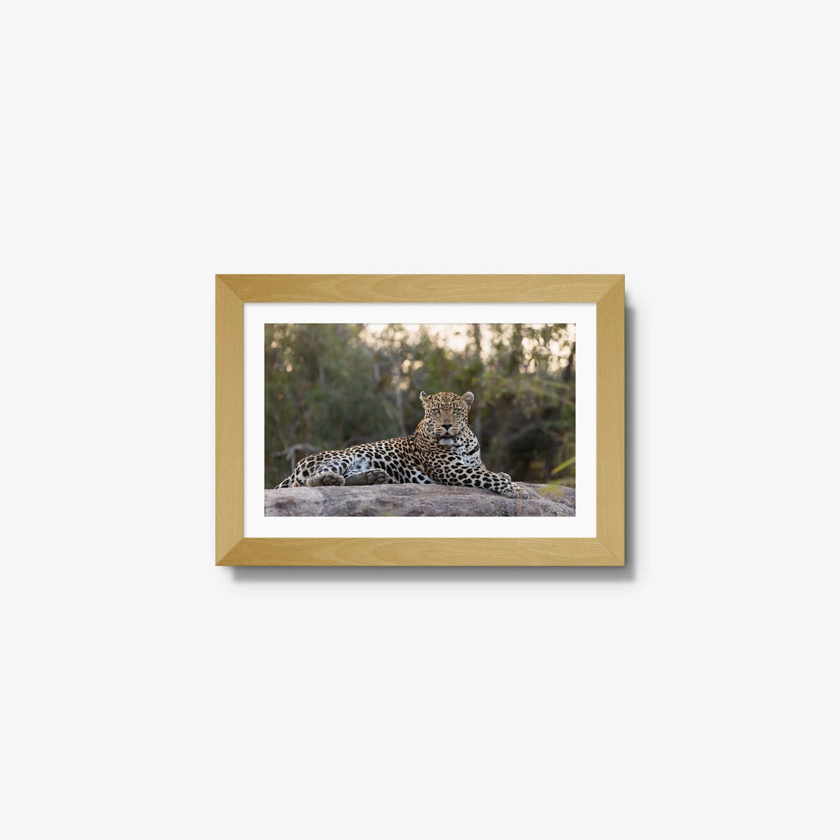 Quiet Dominance — mini / natural / mat