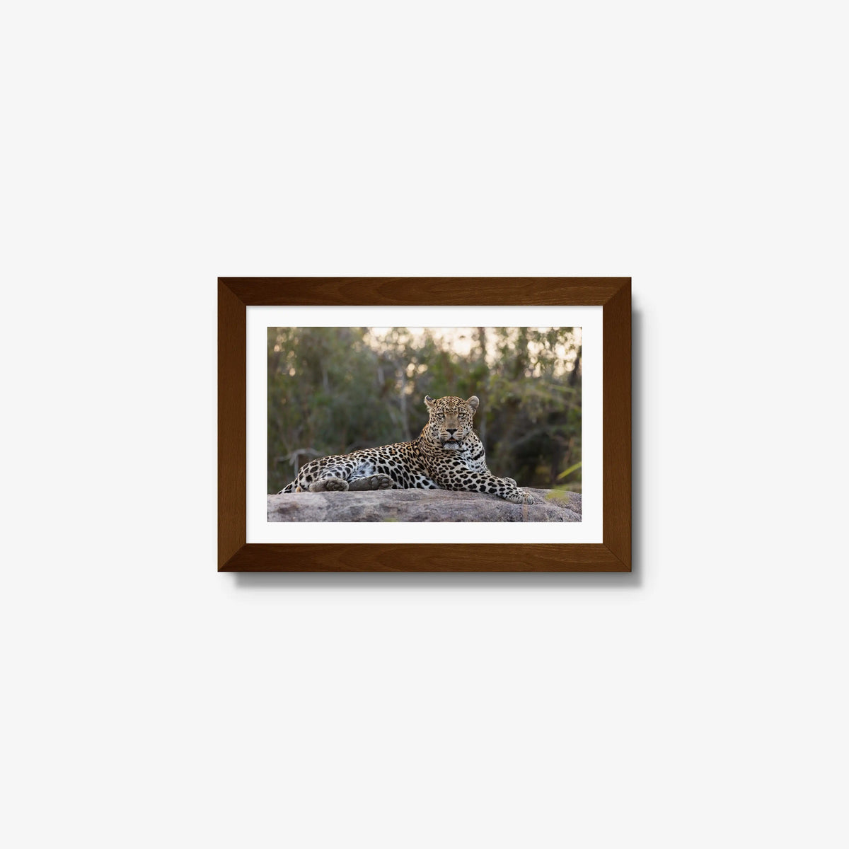 Quiet Dominance — mini / brown / mat