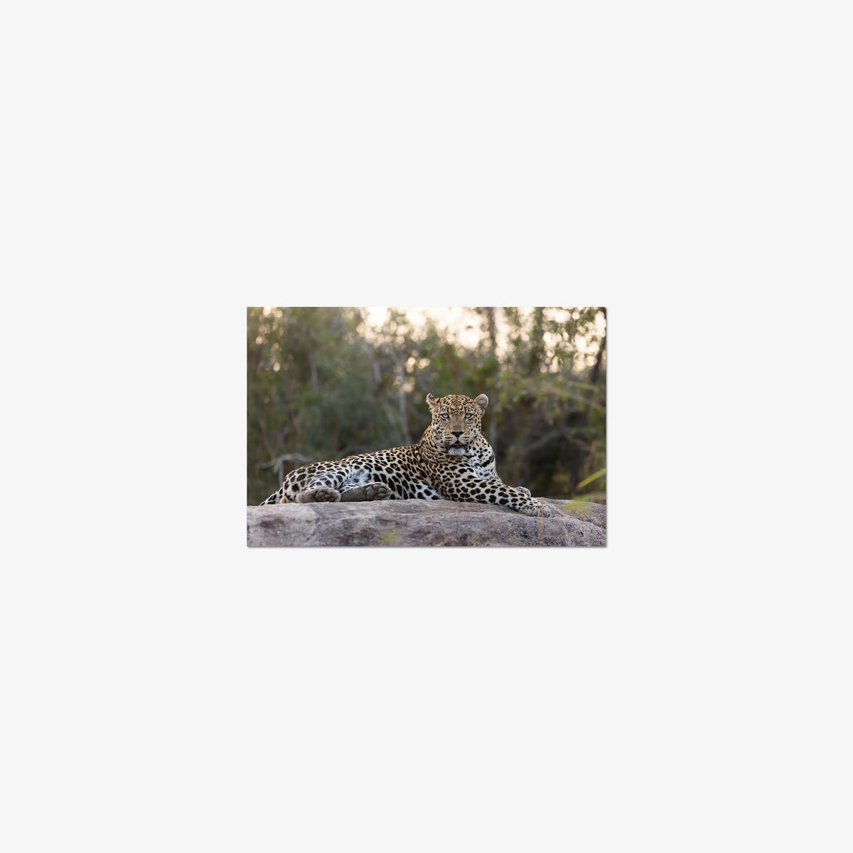 Quiet Dominance — mini / print / n/a