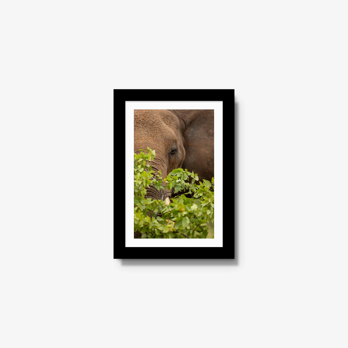 Quiet Giant — mini / black / mat
