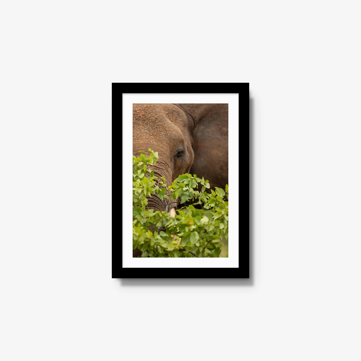 Quiet Giant — small / black / mat