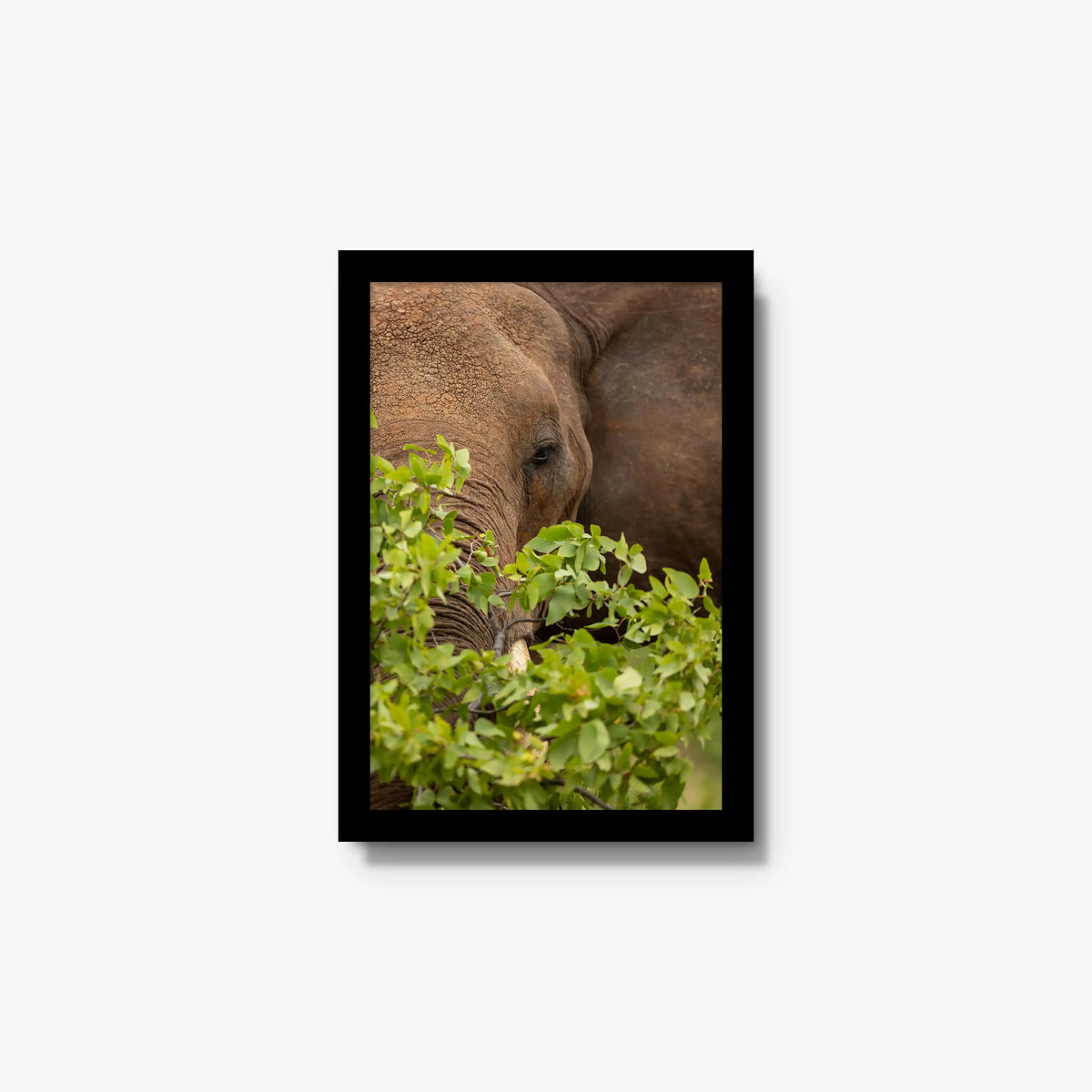 Quiet Giant — small / black / full