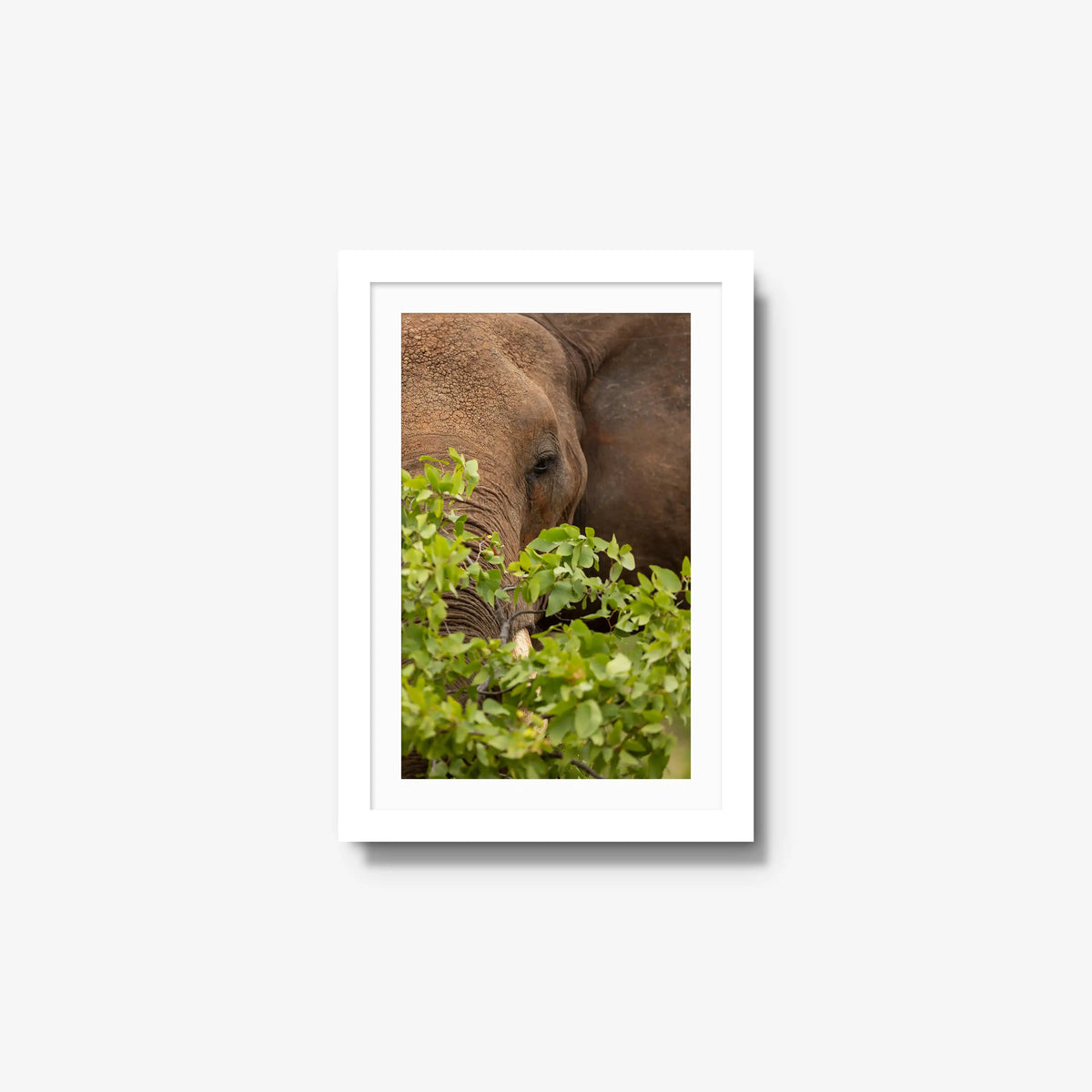 Quiet Giant — small / white / mat