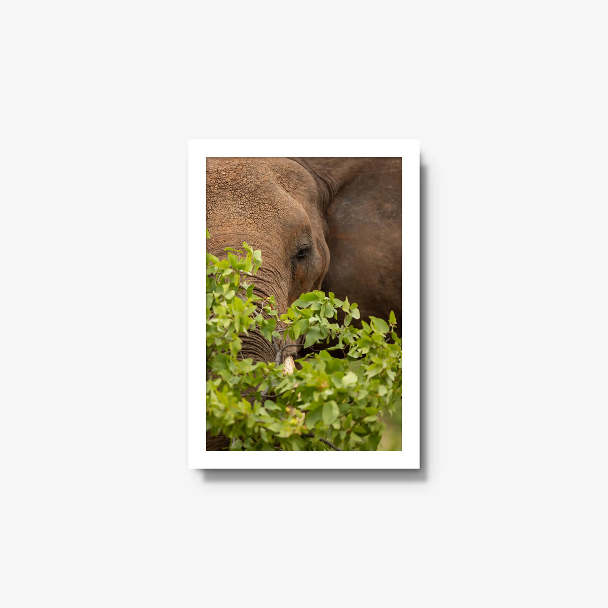 Quiet Giant — small / white / full
