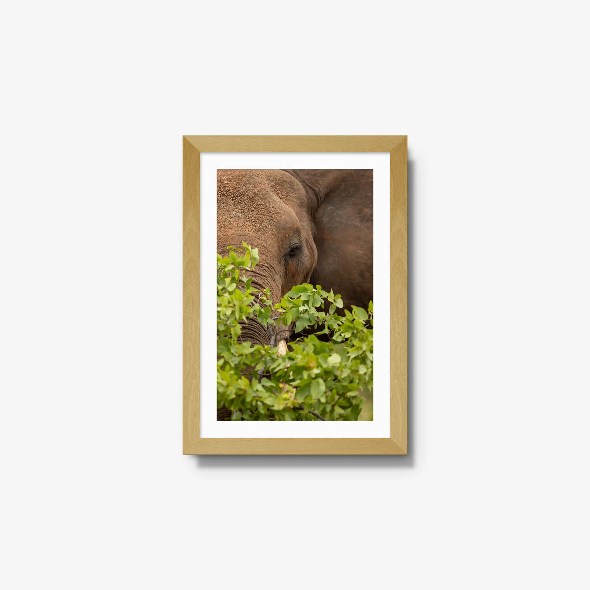 Quiet Giant — small / natural / mat