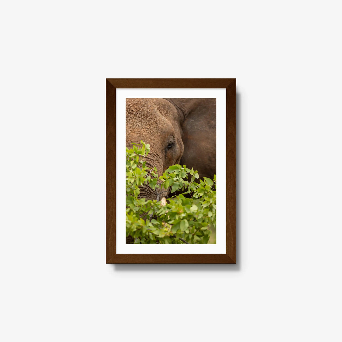 Quiet Giant — small / brown / mat
