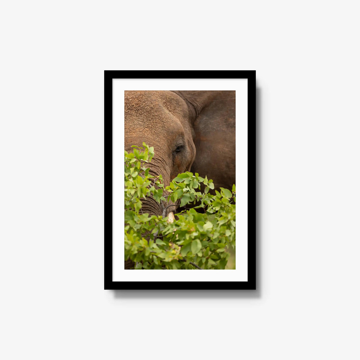 Quiet Giant — medium / black / mat
