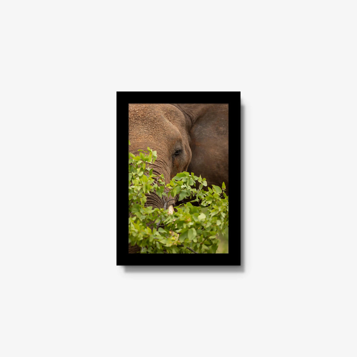 Quiet Giant — mini / black / full