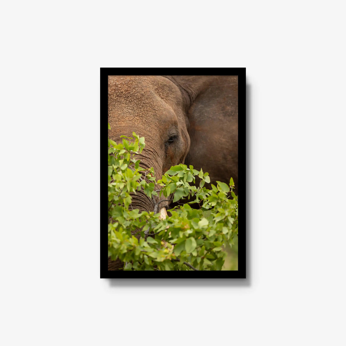 Quiet Giant — medium / black / full
