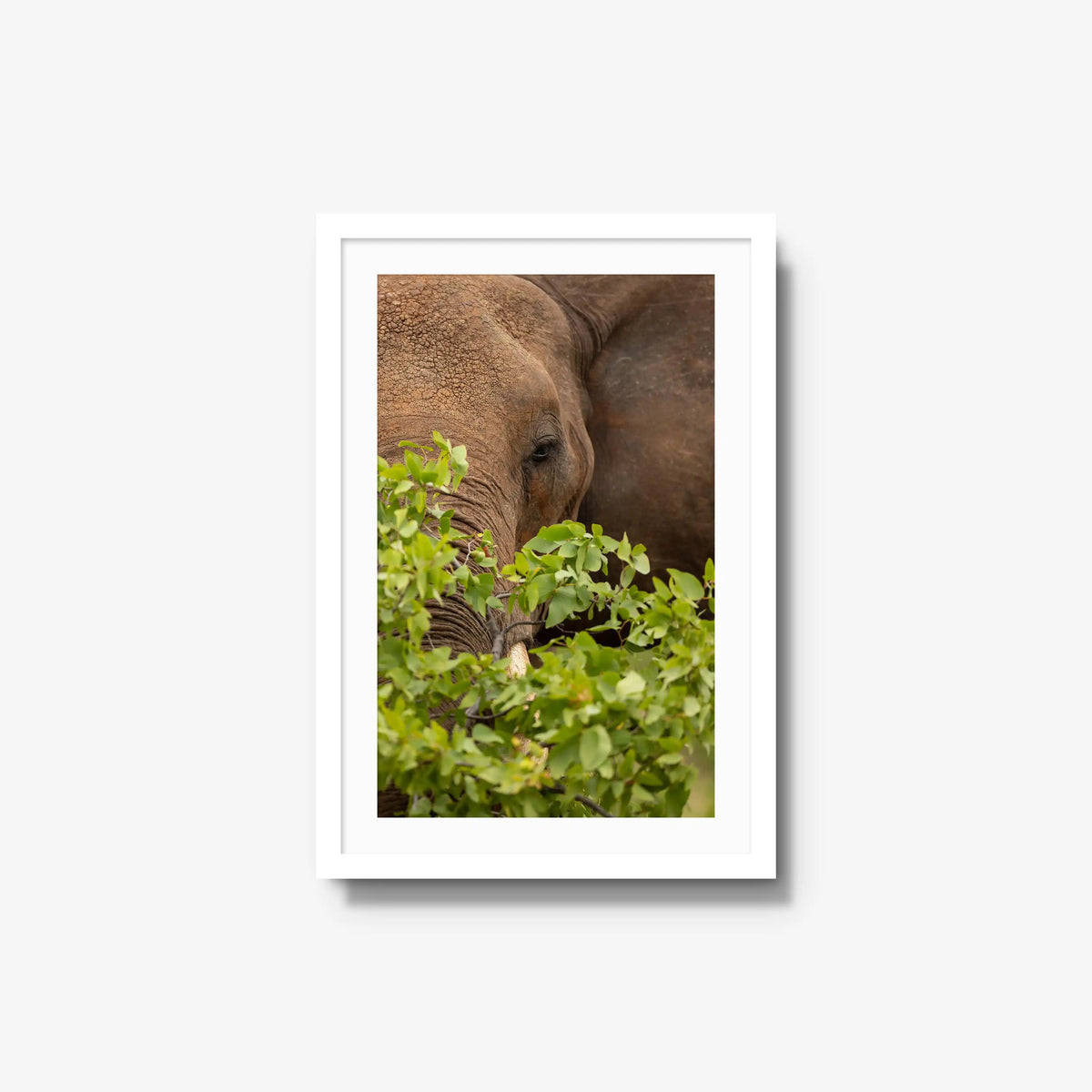 Quiet Giant — medium / white / mat