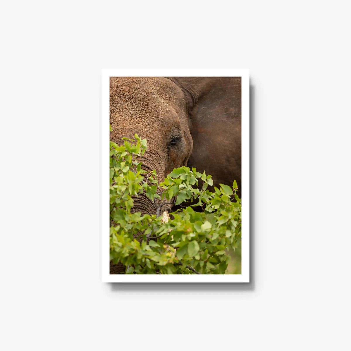 Quiet Giant — medium / white / full