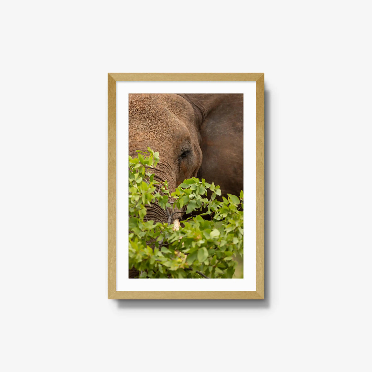 Quiet Giant — medium / natural / mat