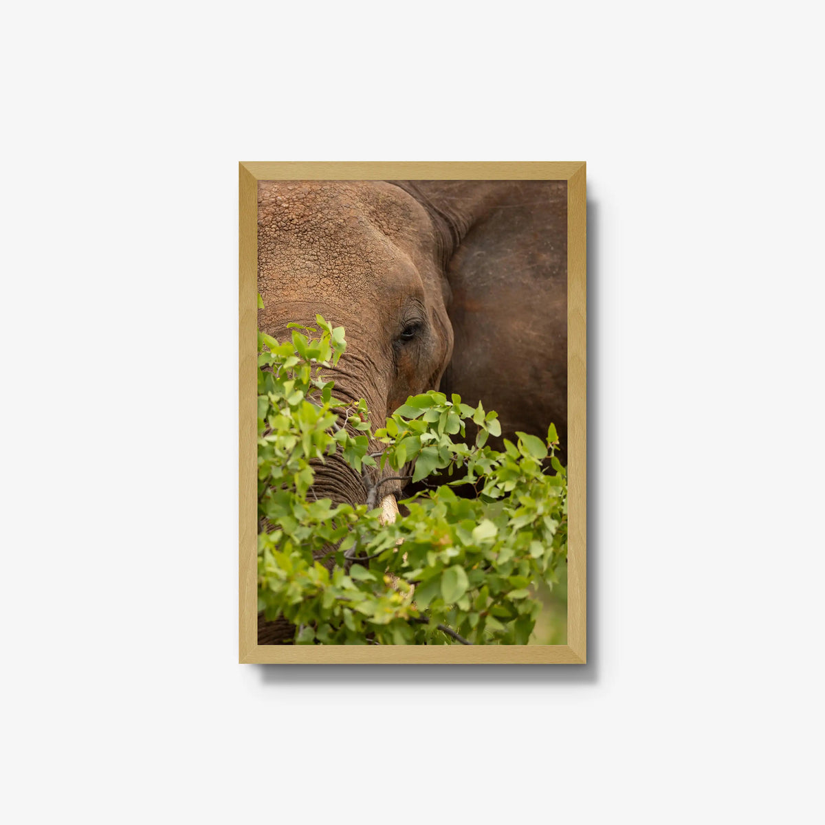 Quiet Giant — medium / natural / full