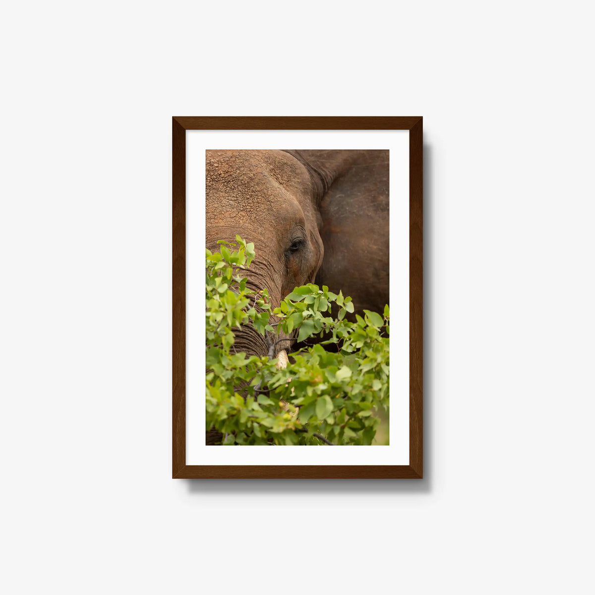 Quiet Giant — medium / brown / mat