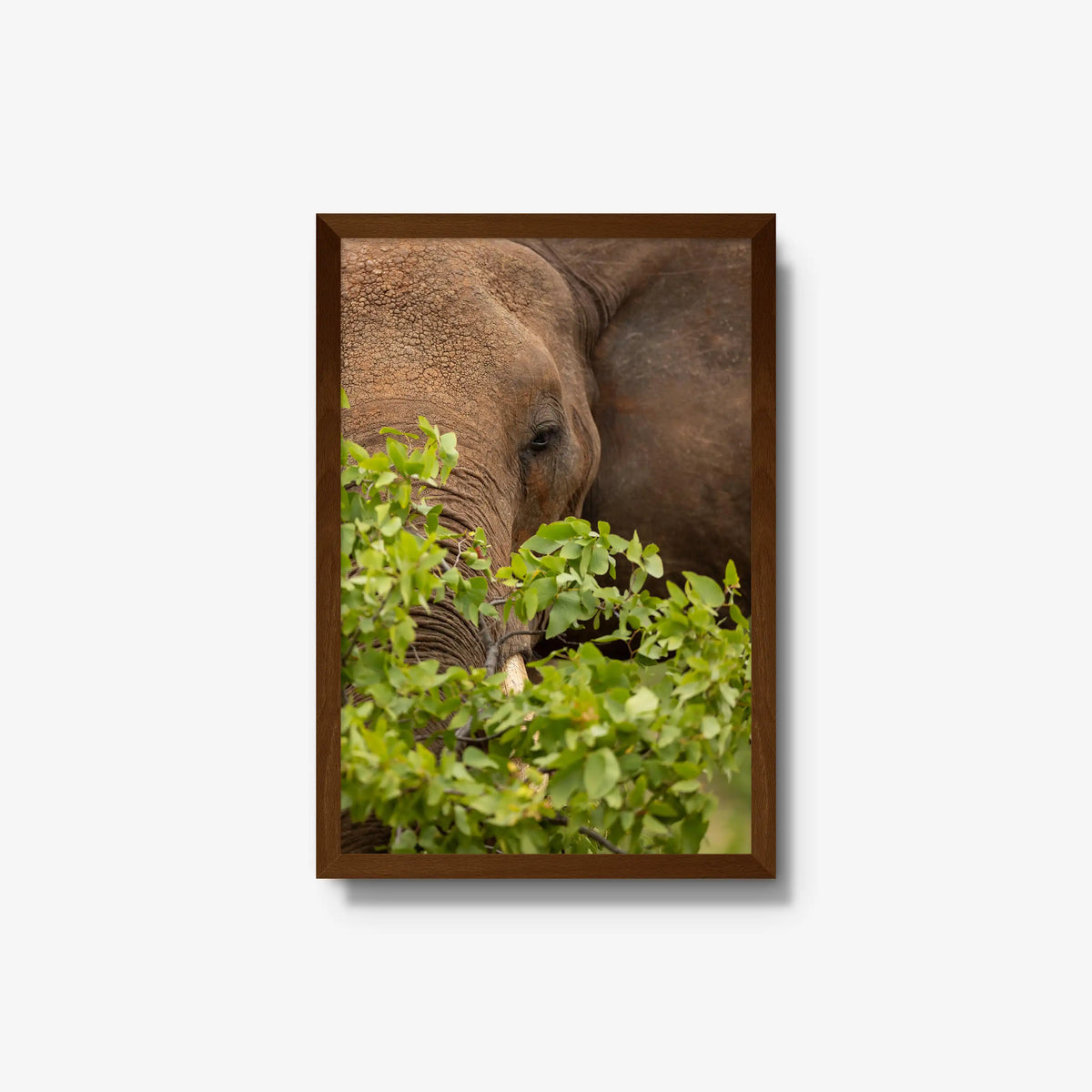 Quiet Giant — medium / brown / full