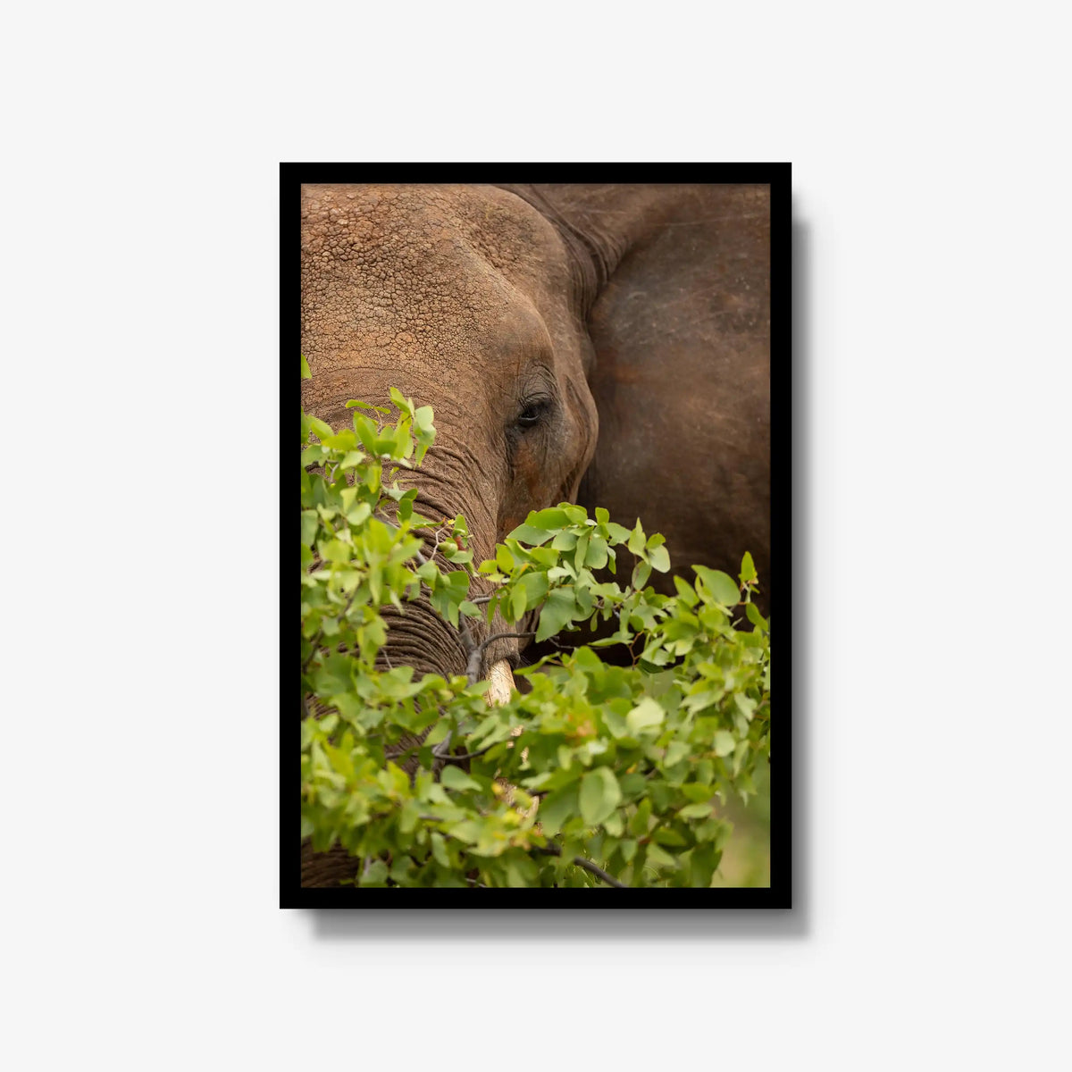 Quiet Giant — large / black / full