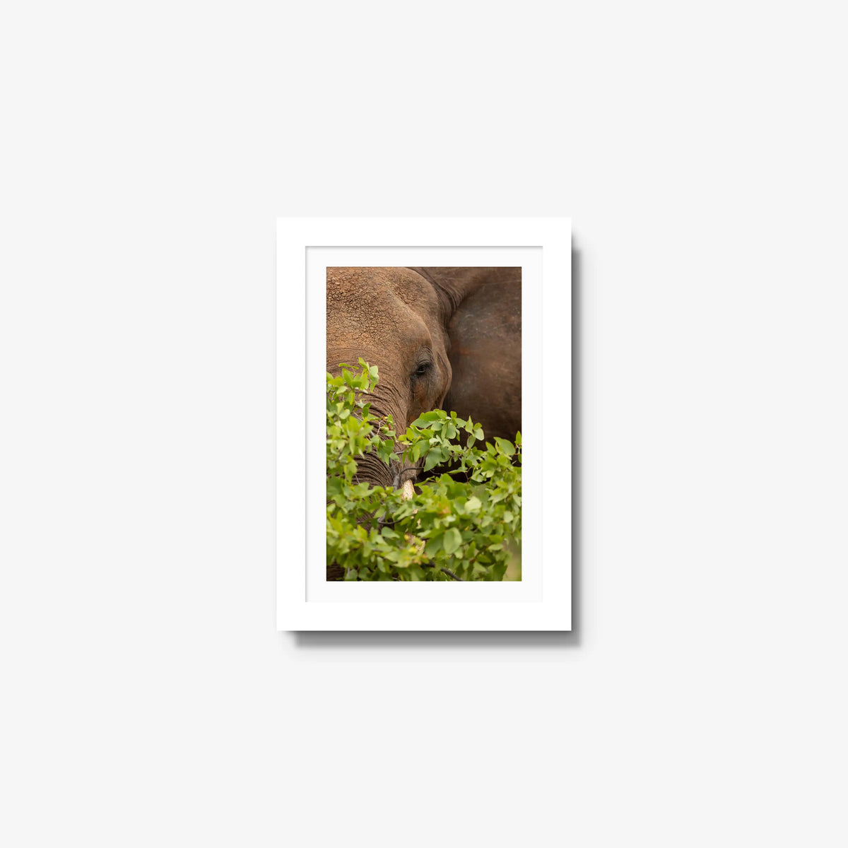 Quiet Giant — mini / white / mat