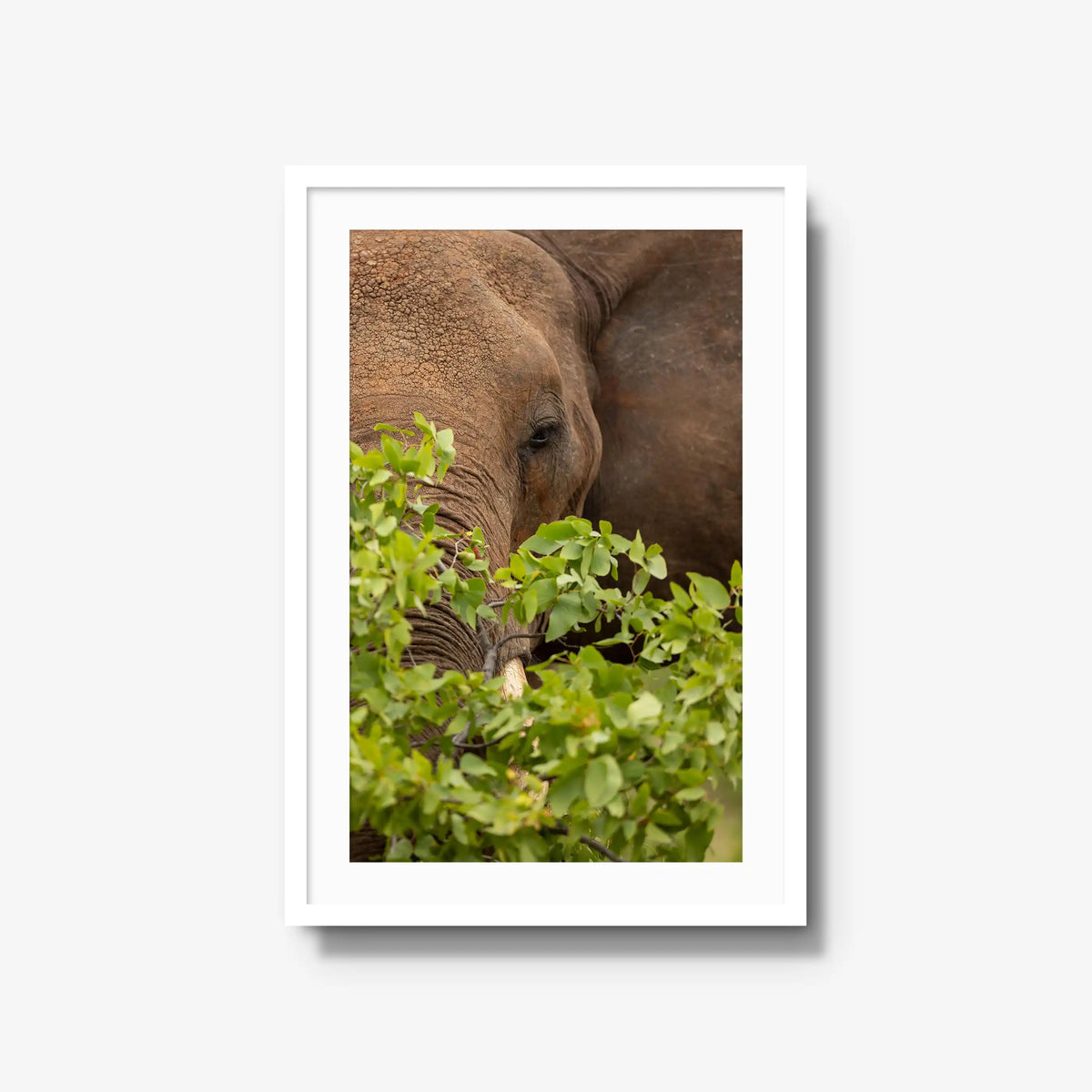 Quiet Giant — large / white / mat