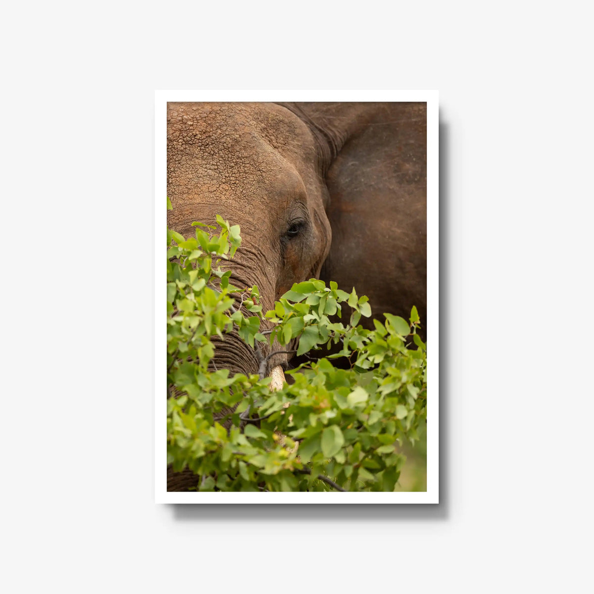 Quiet Giant — large / white / full