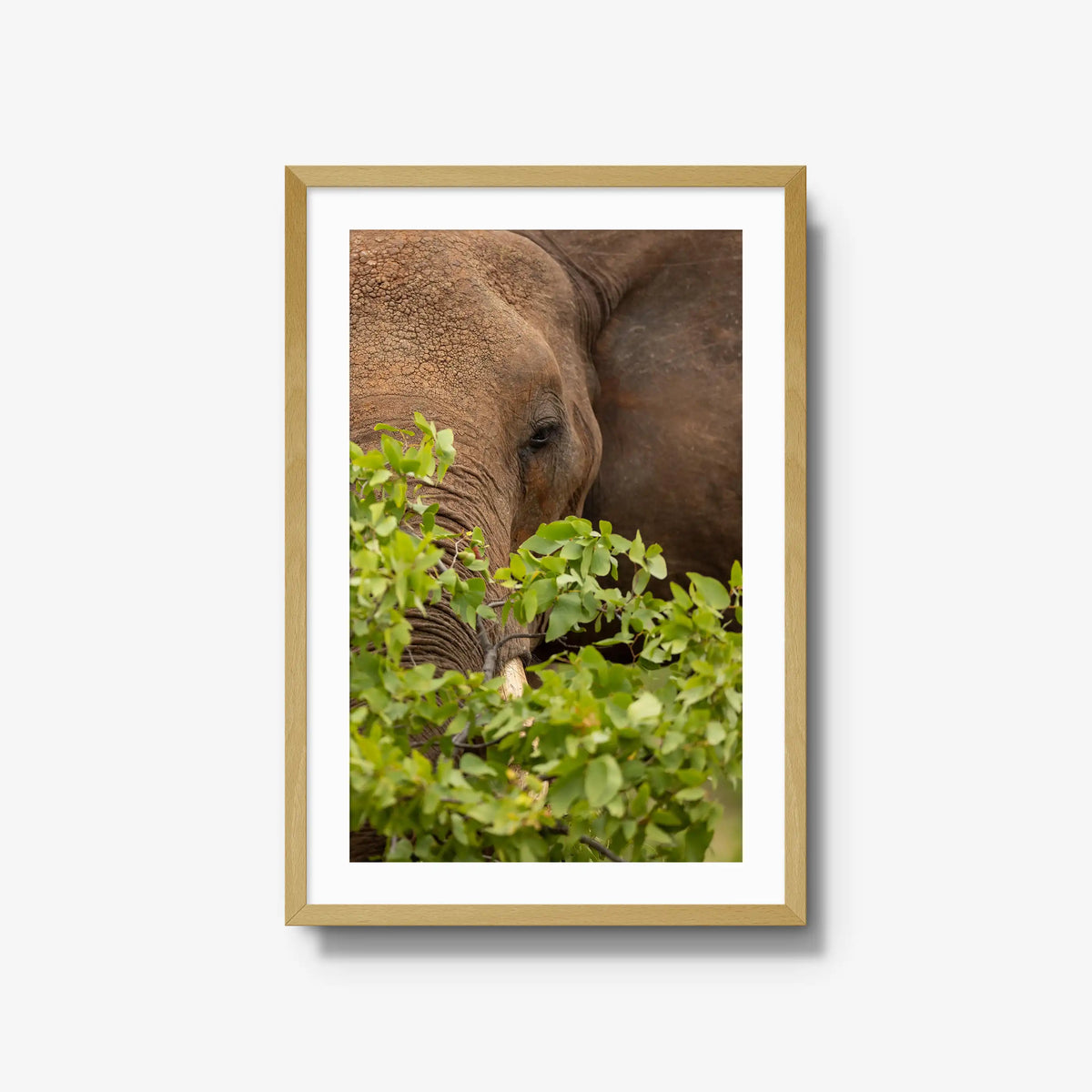 Quiet Giant — large / natural / mat