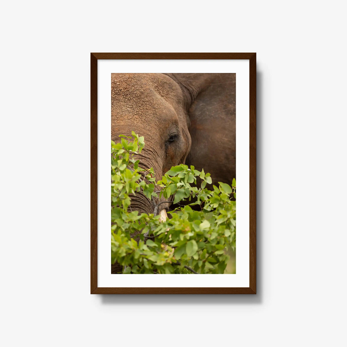 Quiet Giant — large / brown / mat