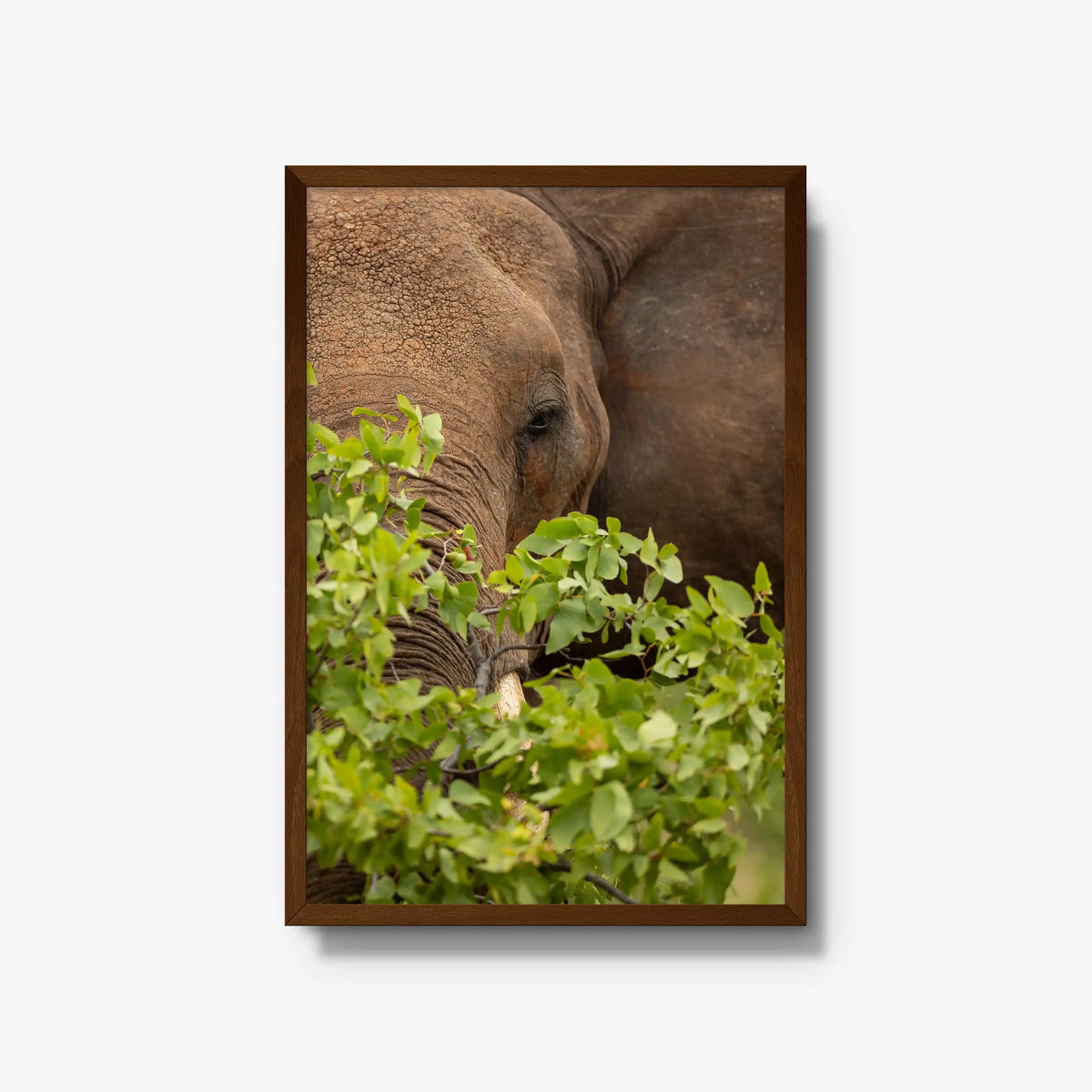 Quiet Giant — large / brown / full