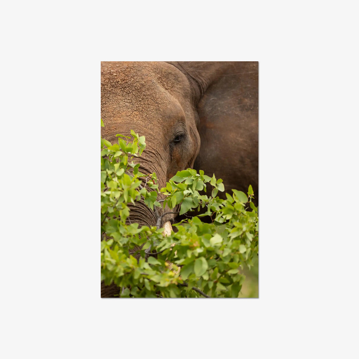 Quiet Giant — large / print / n/a